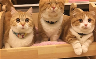 后院猫和家庭猫的区别