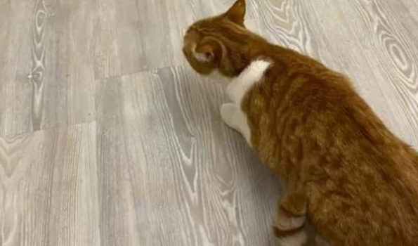 猫咪出门玩耍两天,回家一看当场懵了:大哥,你谁? 猫咪出门玩耍两天,回家一看当场懵了:大哥,你谁?
