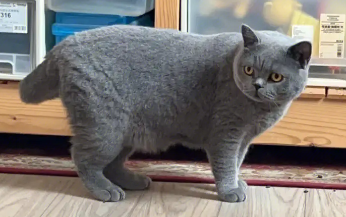 猫咪都有哪些品种叫什么名字 猫咪都有哪些品种叫什么名字