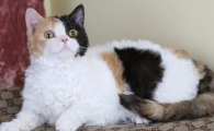 塞凯猫掉毛吗