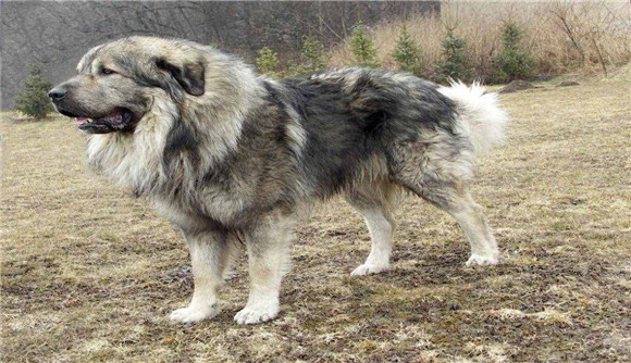 高狼犬是个什么品种 高狼犬是个什么品种