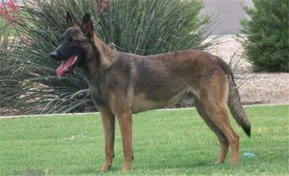 马里努阿犬和德国牧羊犬 马里努阿犬和德国牧羊犬