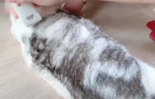 本以为猫咪是毛多显得胖,剃完毛才发现是真的胖,真正的水桶腰啊