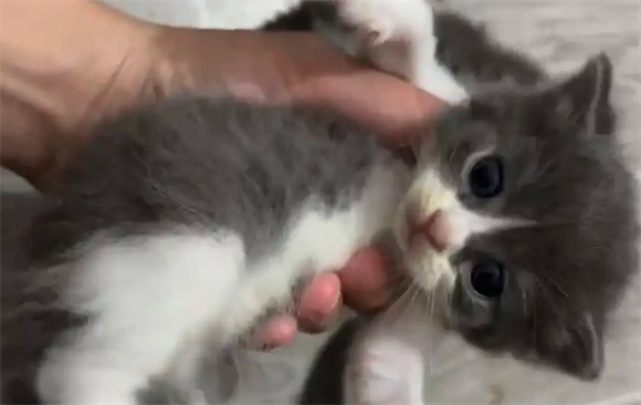 家庭繁育猫是后院猫吗