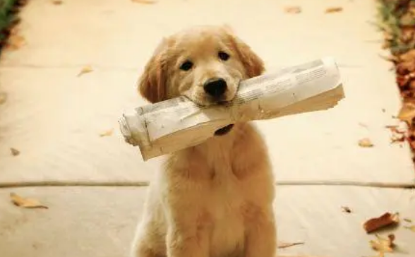 观赏犬怎么打