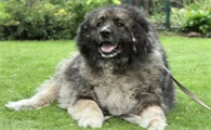 俄罗斯国犬叫什么名字