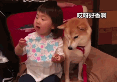 好有爱!柴犬想吃小主人零食:绝对不会伸爪抢,除非你主动给我 好有爱!柴犬想吃小主人零食:绝对不会伸爪抢,除非你主动给我