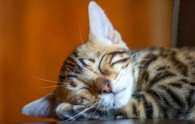 笔筒猫长什么样 笔筒猫长什么样