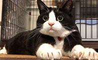 吊面猫很担心你表情包