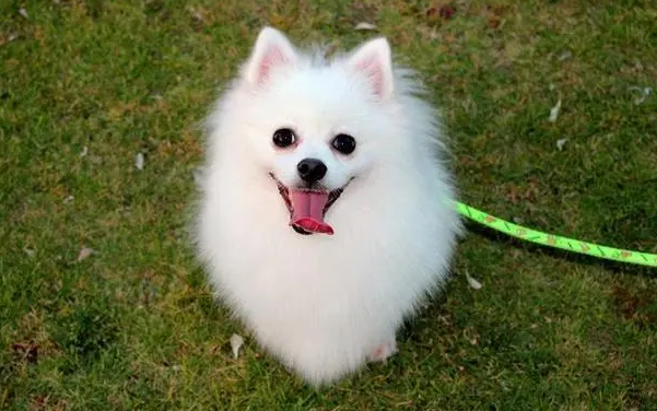 小型狐狸犬和博美的区别