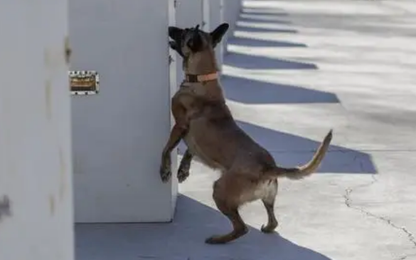 当狗狗成为搜救犬,它们真的很伟大 当狗狗成为搜救犬,它们真的很伟大