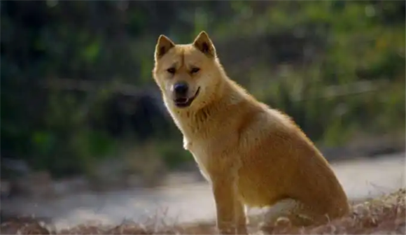 中华犬品种士狗的特点士狗
