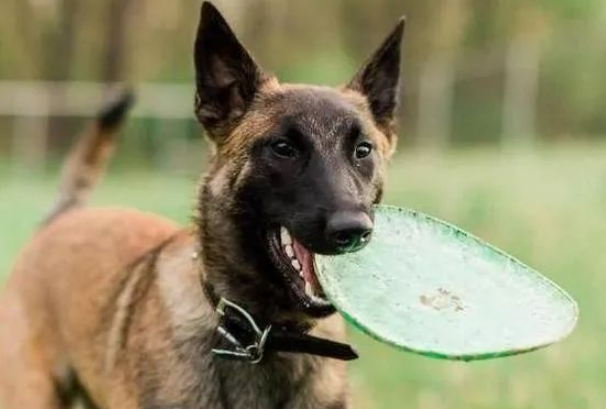 马犬的6大优点，难怪那么多人喜欢，我都想养一只