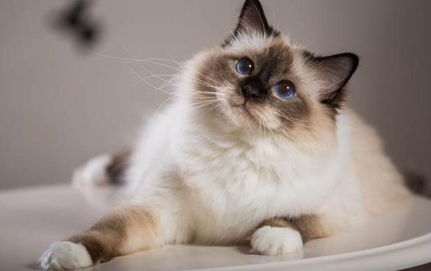 巴厘猫多少钱