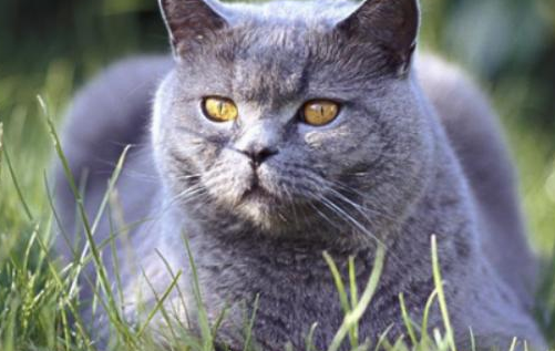 卡尔特猫和挪威森林猫的宝宝