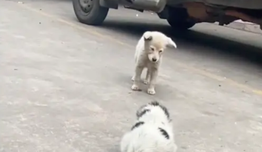流浪狗被家犬赶出门,它趴在外面待了一天,好心喂食时它竟流泪了 流浪狗被家犬赶出门,它趴在外面待了一天,好心喂食时它竟流泪了