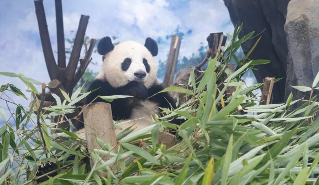 一文带你了解中国国宝——大熊猫
