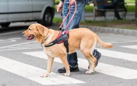 导盲犬生气了会咬人吗