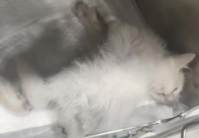 惊呆养猫人:猫传腹最新诊断来了! 惊呆养猫人:猫传腹最新诊断来了!