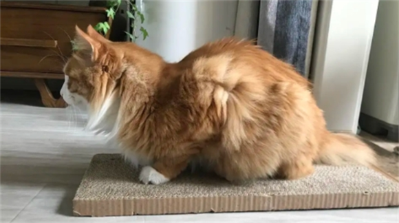 猫母鸡蹲一定是有病吗