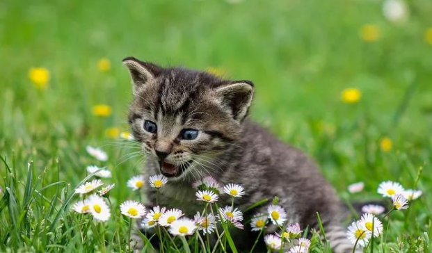 宠物主食升级持续火热,生生不息凭借三款产品获天猫618猫用主食冻干第一 宠物主食升级持续火热,生生不息凭借三款产品获天猫618猫用主食冻干第一