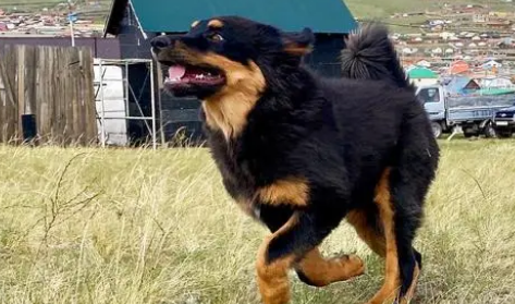 蒙古獒幼犬多少钱一只
