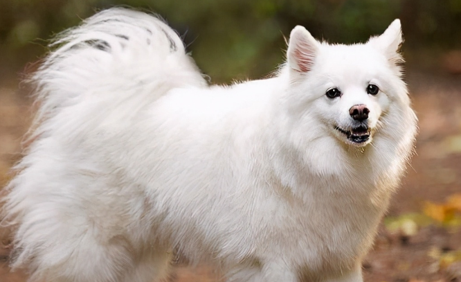 爱斯基摩犬吃哪些食物