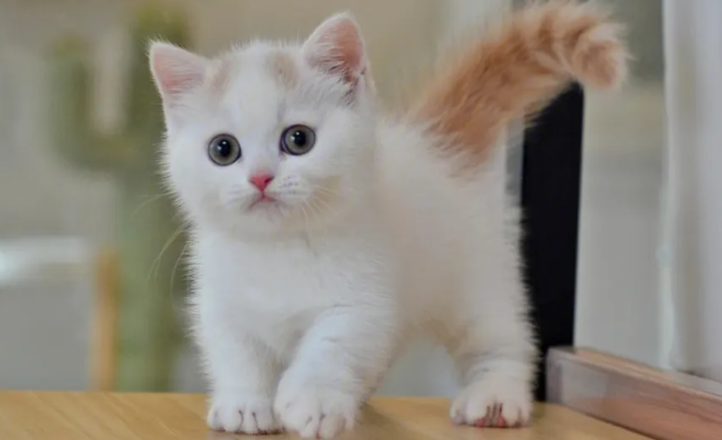 粘人便宜的猫不长大