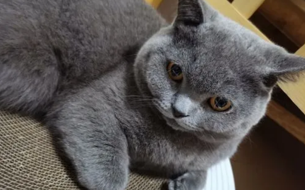 蓝猫眼睛颜色等级