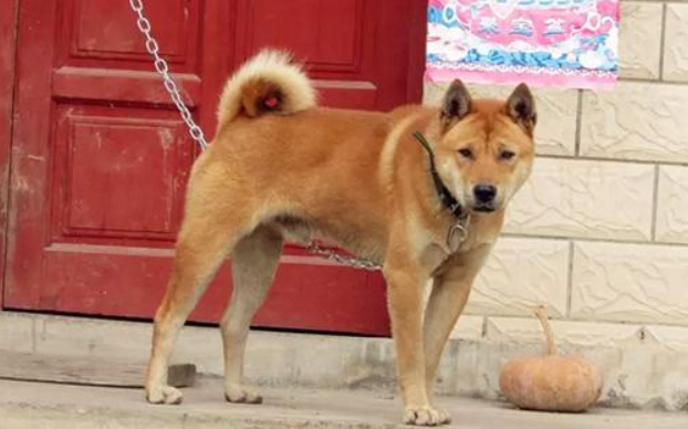 太行犬几个月长大