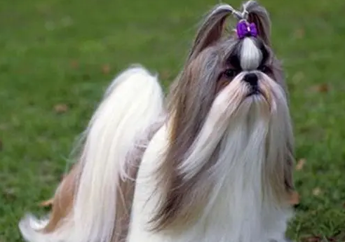 拉萨犬的性格特点
