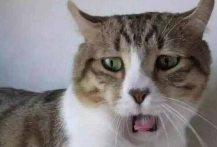 震惊的猫猫头像表情包动态