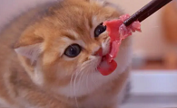 猫2个月可以吃肉吗