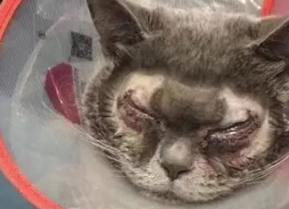 主人嫌弃猫咪太丑,花高价割了双眼皮,网友:隔着屏幕都觉得疼! 主人嫌弃猫咪太丑,花高价割了双眼皮,网友:隔着屏幕都觉得疼!