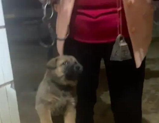 过年了奶奶用杆秤给狗狗称体重,它被挂起来时好绝望:要被卖了吗 过年了奶奶用杆秤给狗狗称体重,它被挂起来时好绝望:要被卖了吗
