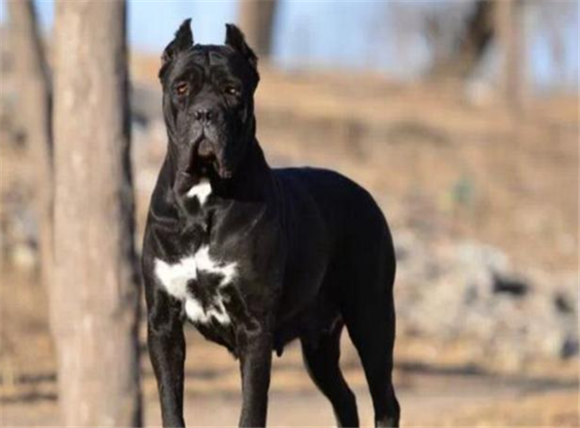 卡斯特罗犬的缺点大狗多少钱