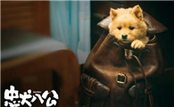 忠犬八公中国版被骂