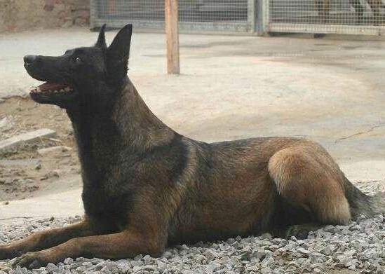 马犬配黑狼得崽子怎么样 马犬配黑狼得崽子怎么样