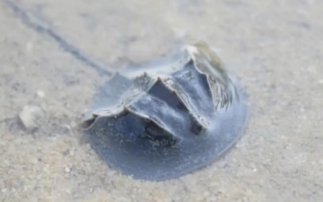 捡海边死的鲎犯法吗