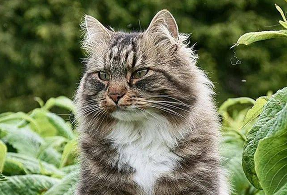 一只猫能有多霸气 一只猫能有多霸气