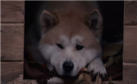 忠犬八公是什么狗