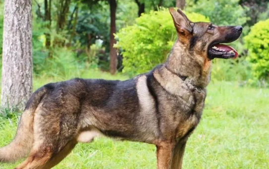 昆明狼犬和捷克狼犬