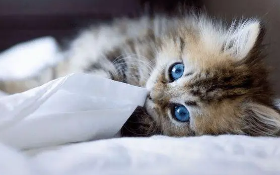 藏在诗句里的古风猫咪名字 藏在诗句里的古风猫咪名字