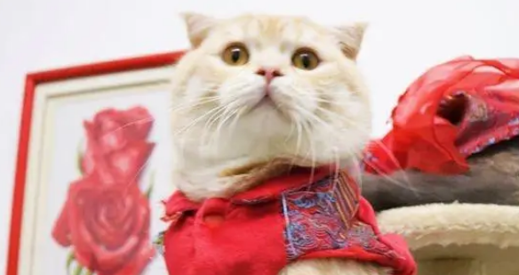 小猫总是以各种有趣的眼神盯着网友,喵:你好看…… 小猫总是以各种有趣的眼神盯着网友,喵:你好看……