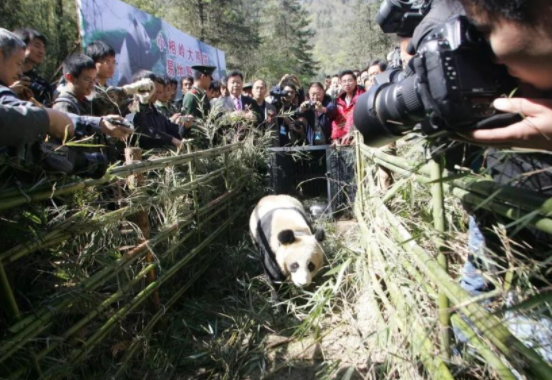 都说大熊猫的实力被低估了,那它在猛兽中到底是什么段位的? 都说大熊猫的实力被低估了,那它在猛兽中到底是什么段位的?