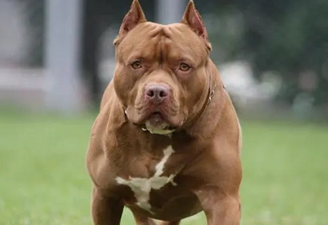 世界上最凶猛的犬排名 世界上最凶猛的犬排名