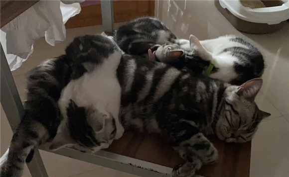 为什么后院猫不能买 为什么后院猫不能买