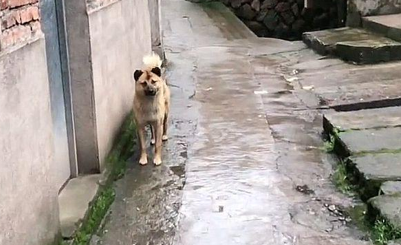 主人离世,狗狗被新主人收养,徒步40公里跑回老家,原地等待主人 主人离世,狗狗被新主人收养,徒步40公里跑回老家,原地等待主人
