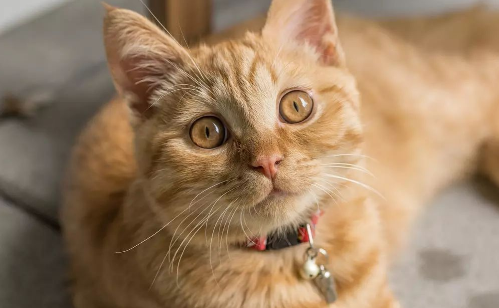 金色瞳孔的猫猫意味着什么