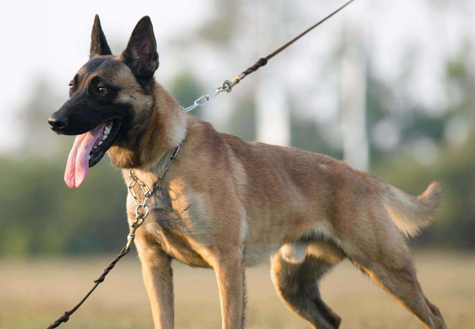 马里努阿犬多少钱一条 马里努阿犬多少钱一条